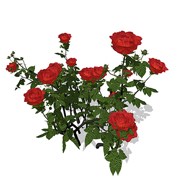 maya xfrogplants hundred-leaved rose - XfrogPlants Hundred-leaved Rose by xfrog