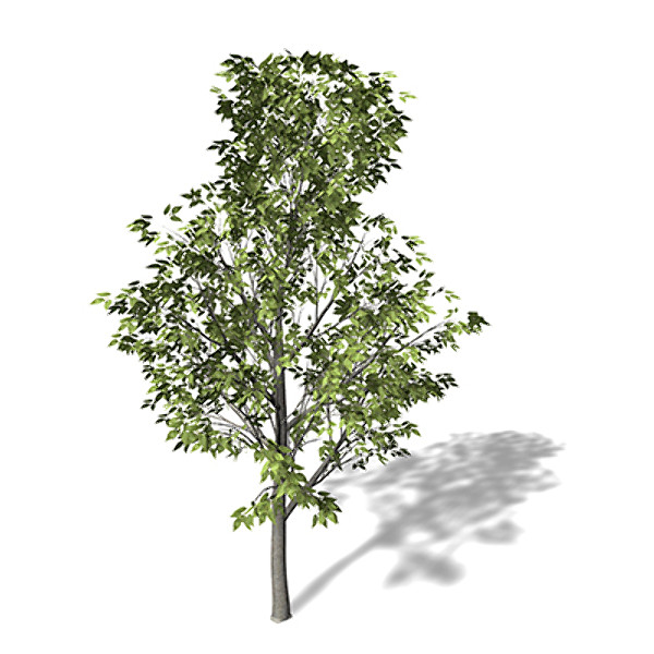 xfrogplants european hackberry tree 3d 3ds - XfrogPlants European Hackberry by xfrog
