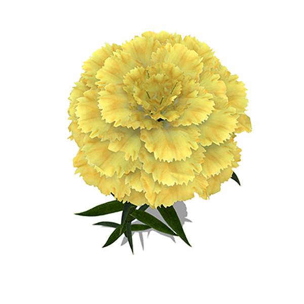 xfrogplants carnation plant flowers 3d model - XfrogPlants Carnation by xfrog