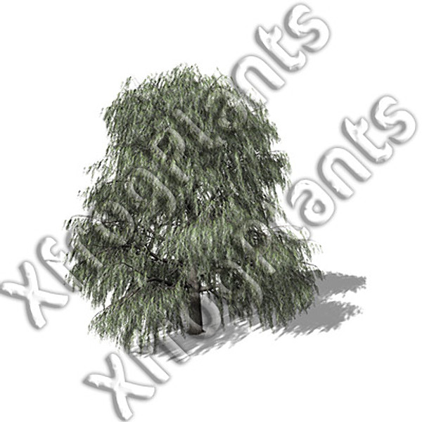 basic trees dvd xfrogplants 3d model - XFrogPlants Basic Trees DVD by xfrog
