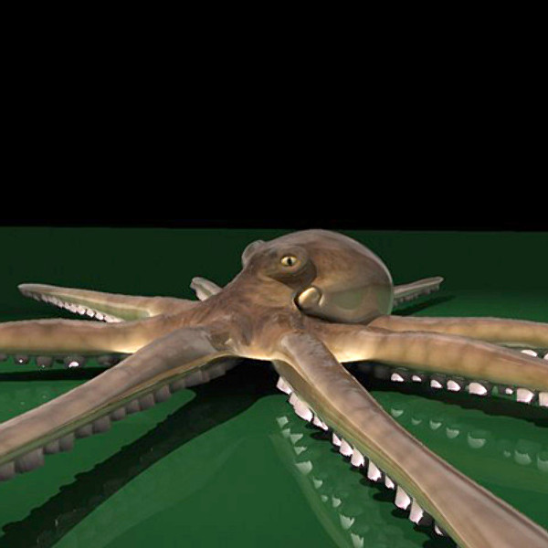 rigged giant pacific octopus 3d model - Giant Pacific Octopus (Enteroctopus dofleini) by vitamin_e