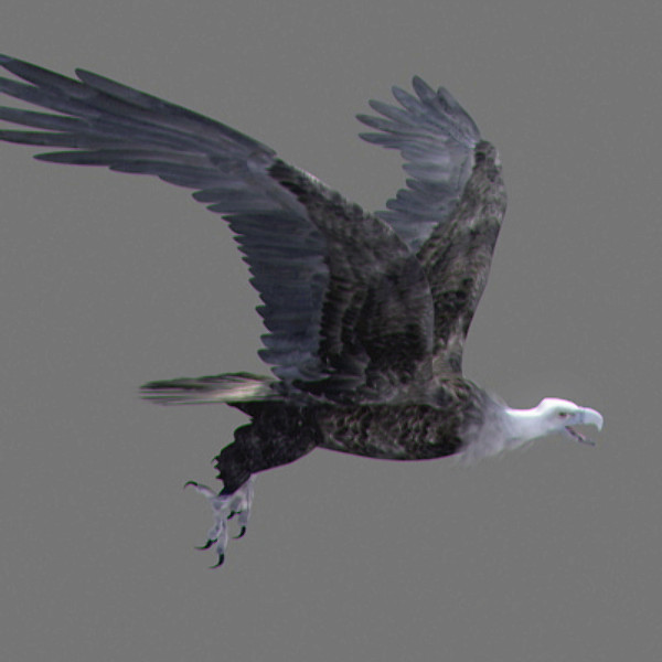 maya vultures beak wings - Animated Vultures by NONECG