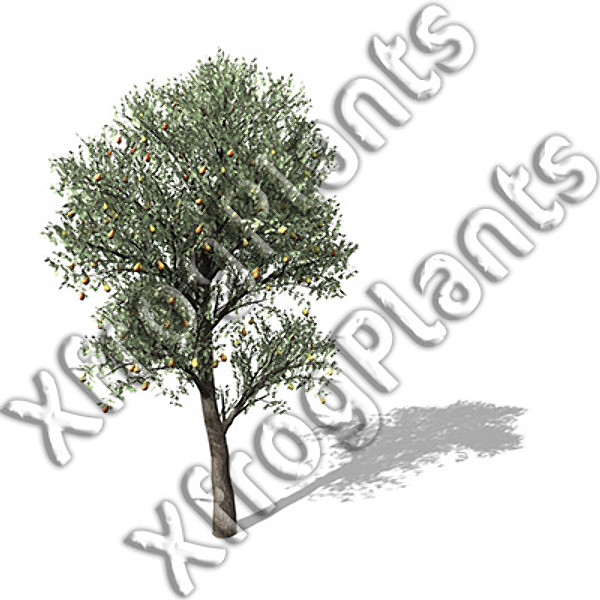 3d model trees fruit dvd plant - XfrogPlants Fruit Trees DVD by xfrog