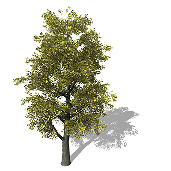 xfrogplants autumn littleleaf linden 3d 3ds - XfrogPlants Autumn Littleleaf Linden by xfrog