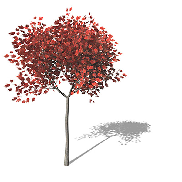 3d xfrogplants red maple tree - XfrogPlants Red Maple by xfrog