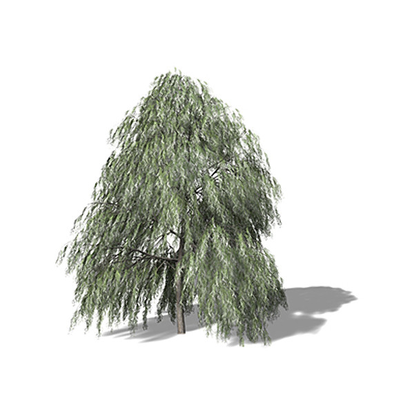 max xfrogplants weeping willow tree - XfrogPlants Weeping Willow by xfrog