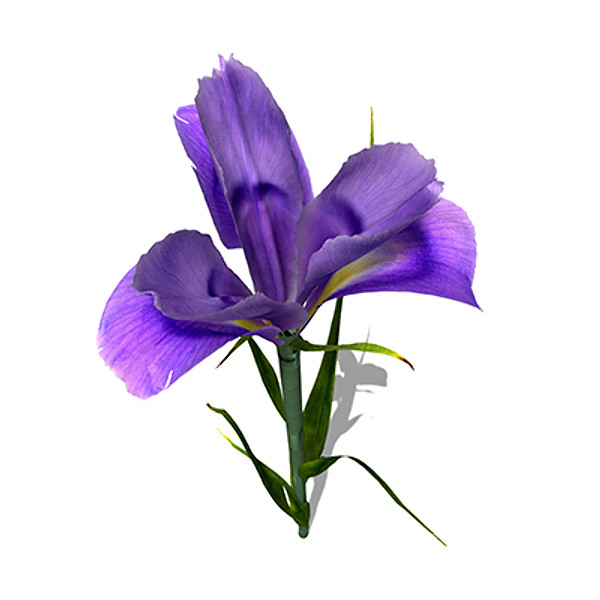 maya xfrogplants dutch iris plant - XfrogPlants Dutch Iris by xfrog