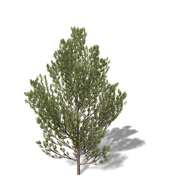 xfrogplants scotch pine tree 3d model - XfrogPlants Scotch Pine by xfrog