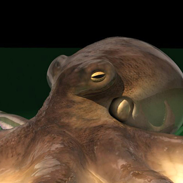 rigged giant pacific octopus 3d model - Giant Pacific Octopus (Enteroctopus dofleini) by vitamin_e