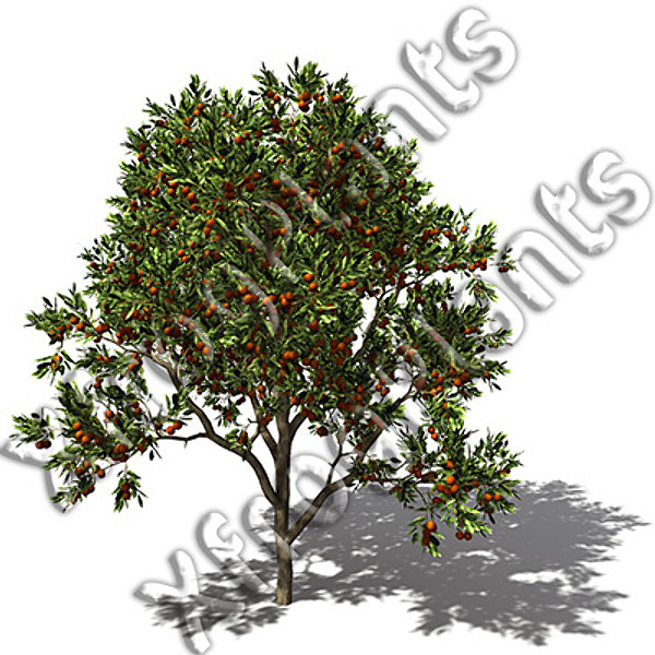 3d model trees fruit dvd plant - XfrogPlants Fruit Trees DVD by xfrog