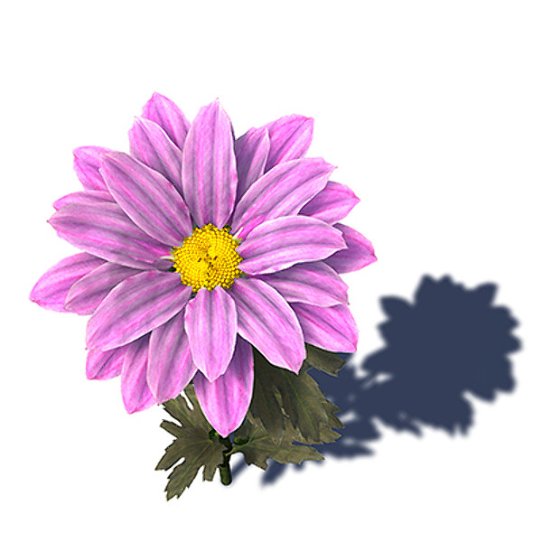 xfrogplants oxeye daisy plant 3d c4d - XfrogPlants Oxeye Daisy by xfrog