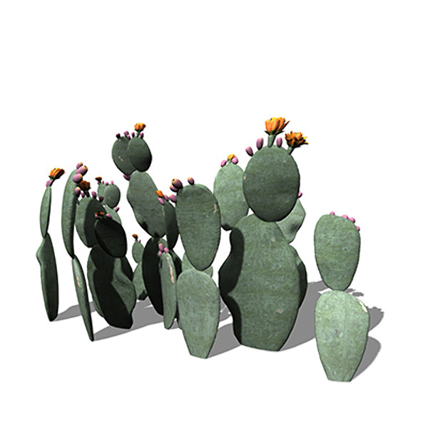 3ds xfrogplants prickly pear plant - XfrogPlants Prickly Pear by xfrog
