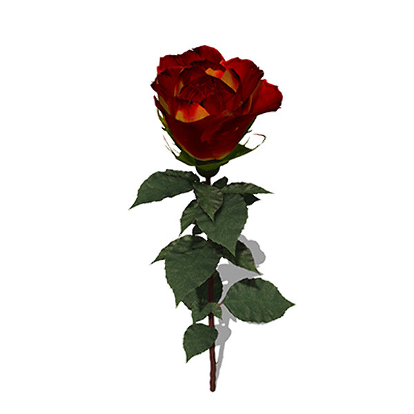 xfrogplants rose flowers 3d model - XfrogPlants Rose by xfrog