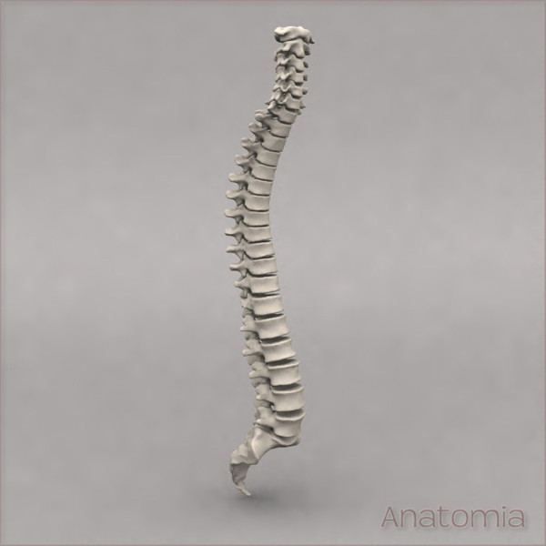 3d male human spinal skeleton model - Human spine skeleton by Anatomia