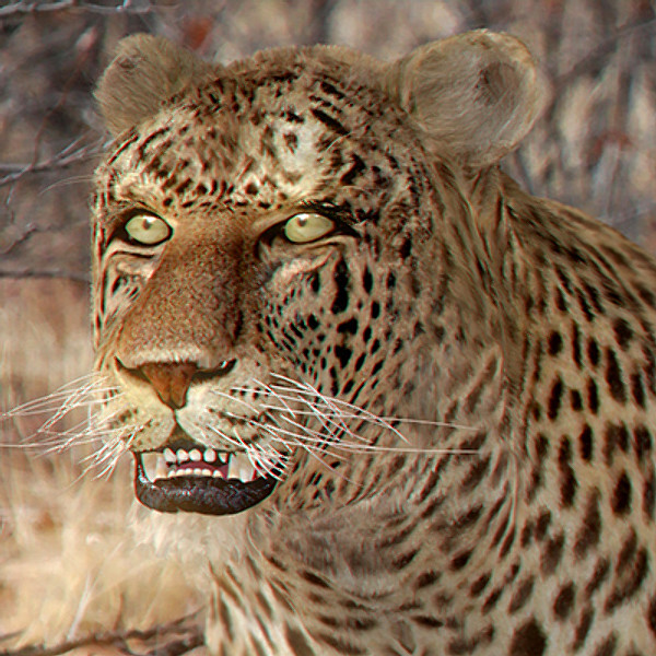 3ds max leopard fur animation - Animated Leopard by NONECG