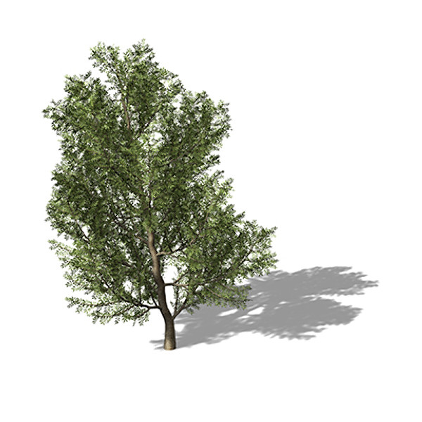 xfrogplants lentisk tree shrub 3d model - XfrogPlants Lentisk by xfrog