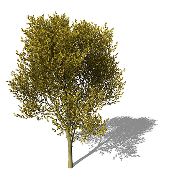 maya xfrogplants paloverde tree - XfrogPlants Paloverde by xfrog