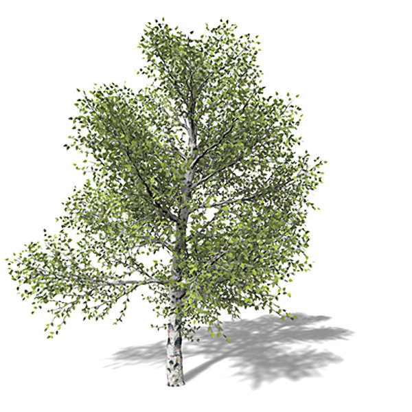 3d model xfrogplants paper birch tree - XfrogPlants Paper Birch by xfrog
