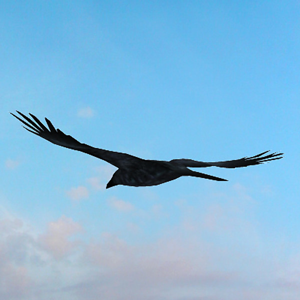 crow raven animation 3d model - Crow Animated by PROTOCG