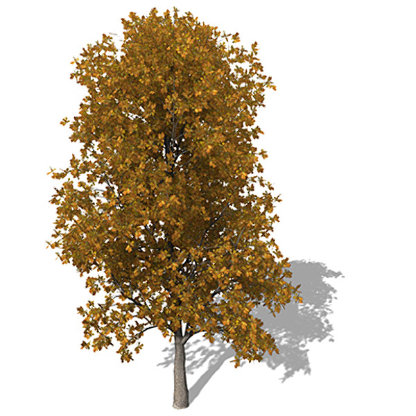xfrogplants autumn english oak 3d max - XfrogPlants Autumn English Oak by xfrog
