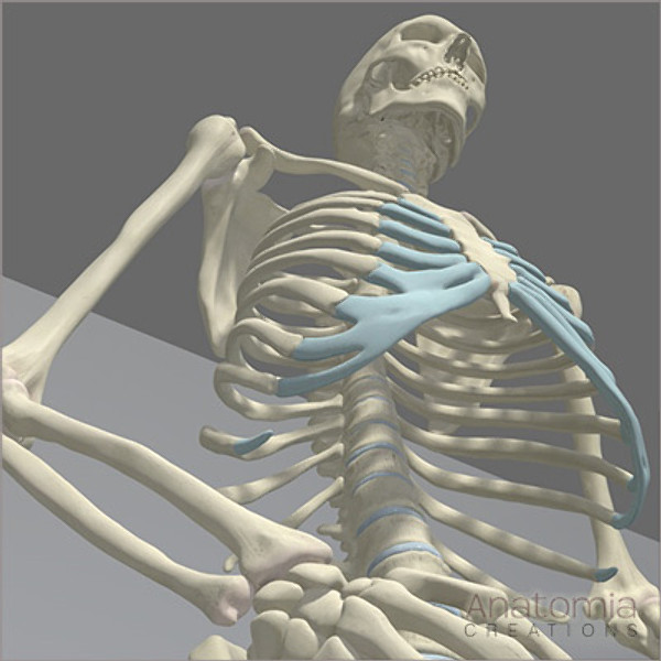 3d human male skeleton - Human Male Skeleton Model with Textures by Anatomia