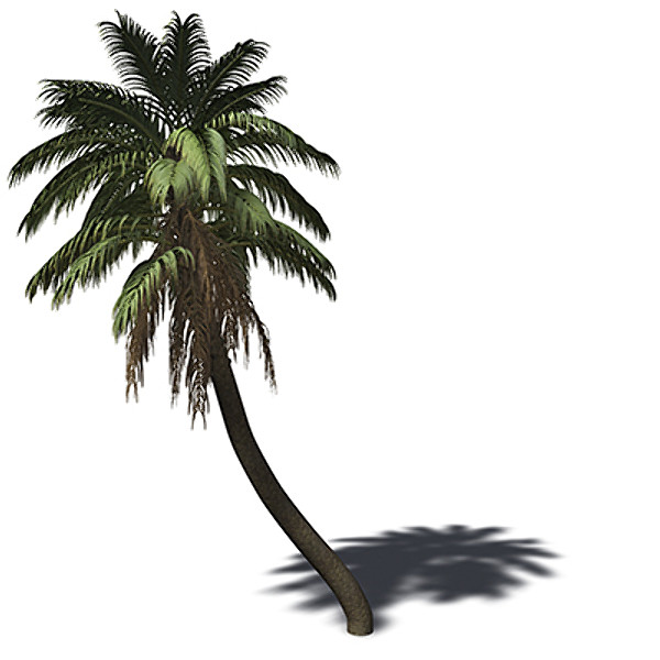 3d xfrogplants senegal date palm model - XfrogPlants Senegal Date Palm by xfrog