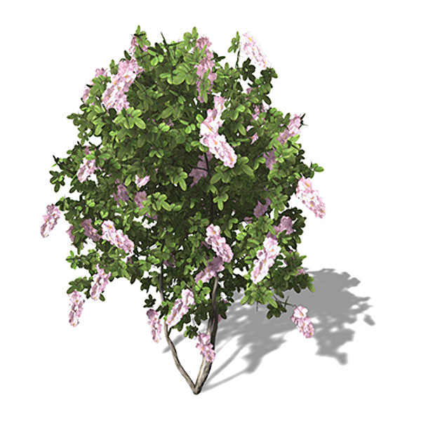 xfrogplants blossoming crape myrtle 3d model - XfrogPlants Blossoming Crape Myrtle by xfrog