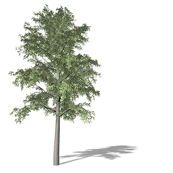 3d xfrogplants european beech tree - XfrogPlants European Beech EU by xfrog