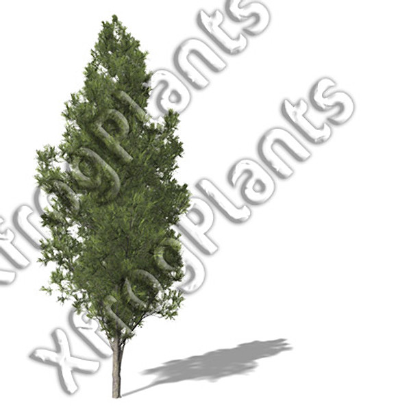 eastern usa trees dvd 3d model - XfrogPlants Trees from Eastern USA DVD by xfrog