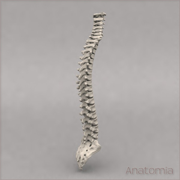 3d male human spinal skeleton model - Human spine skeleton by Anatomia