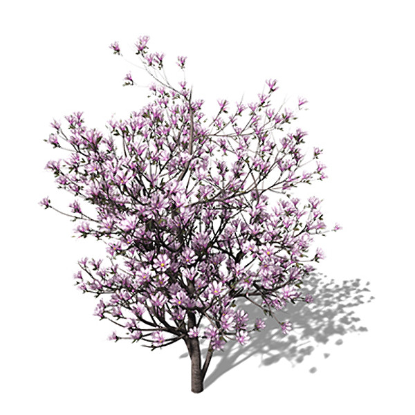 3d xfrogplants blossoming saucer magnolia - XfrogPlants Blossoming Saucer Magnolia by xfrog
