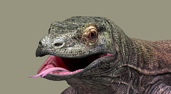 komodo dragon 3d model - komodo dragon by scrw