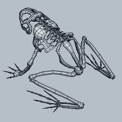 3d frog skeleton - Frog Skeleton by 3d_Wanderer