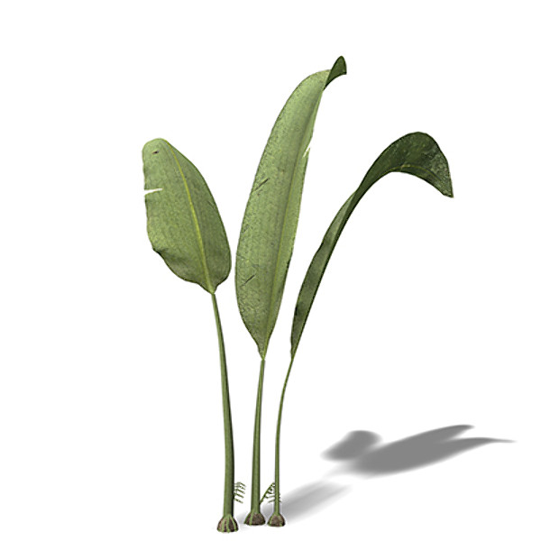 xfrogplants macrotaeniopteris flora 3d 3ds - XfrogPlants Macrotaeniopteris by xfrog