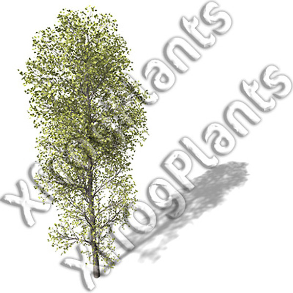 western usa trees dvd 3ds - XfrogPlants Trees from Western USA DVD by xfrog