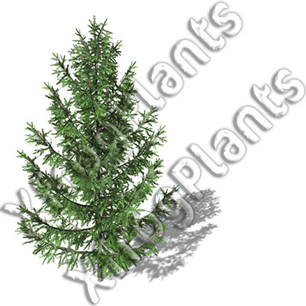 3d european trees 2 europe model - XfrogPlants European Trees 2 DVD by xfrog