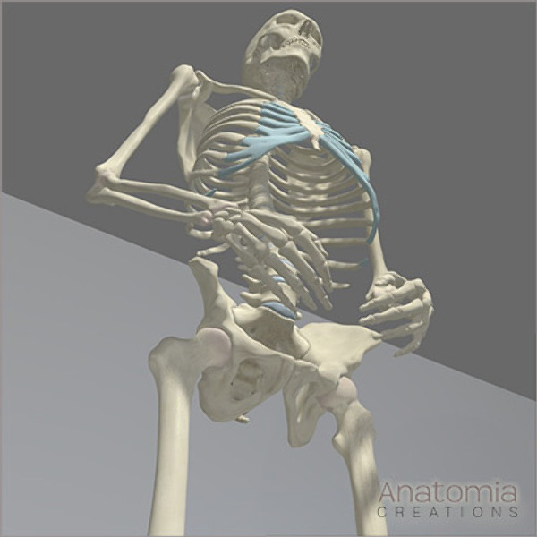 3d human male skeleton - Human Male Skeleton Model with Textures by Anatomia