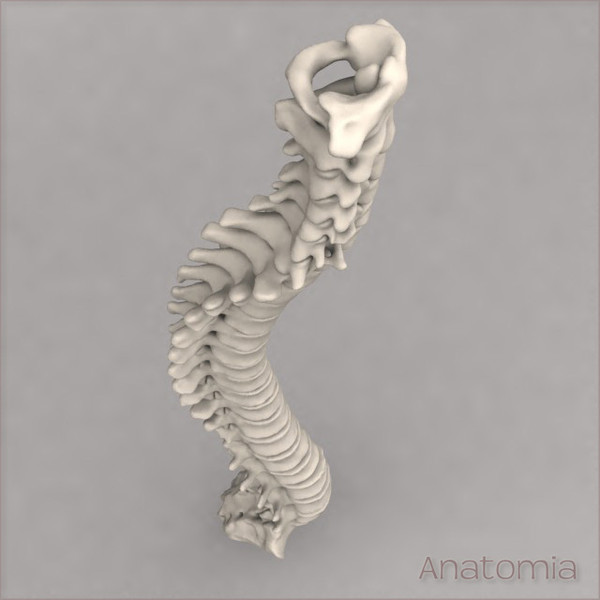 3d male human spinal skeleton model - Human spine skeleton by Anatomia
