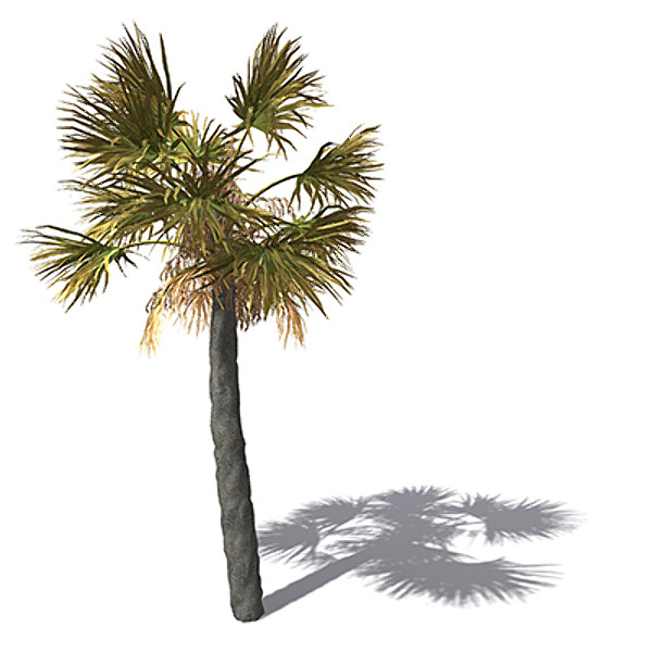 maya xfrogplants palmetto palm plant - XfrogPlants Palmetto by xfrog