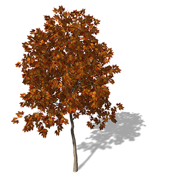 c4d xfrogplants autumn red oak - XfrogPlants Autumn Red Oak by xfrog