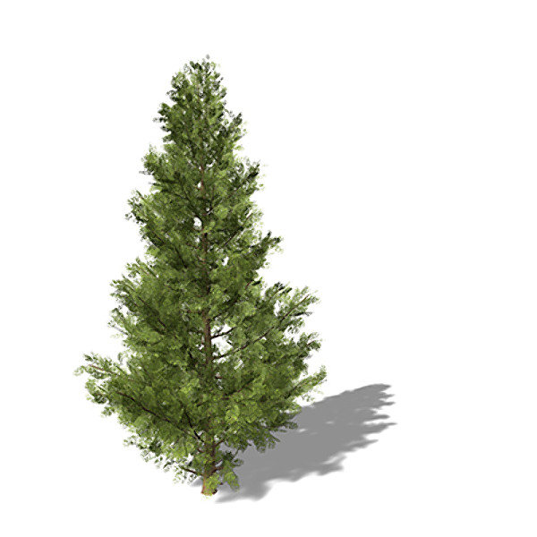 c4d xfrogplants western red cedar - XfrogPlants Western Red Cedar CL by xfrog