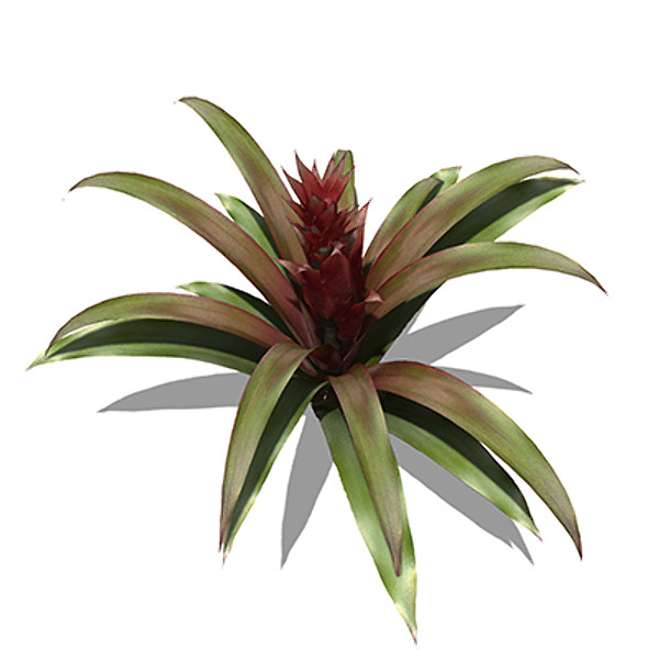 xfrogplants guzmania plant max - XfrogPlants Guzmania by xfrog