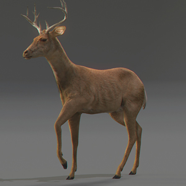reindeer elk deer 3ds - Rigged Deer... by NONECG