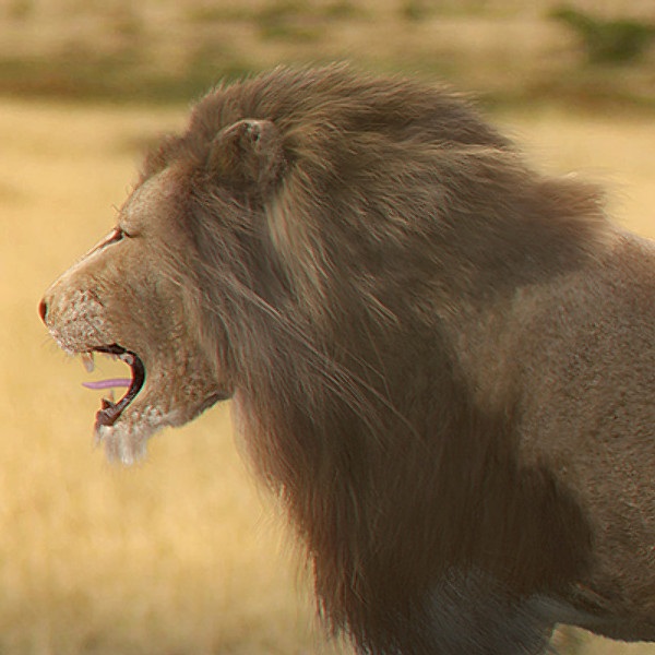 3ds max lion fur - Animated Lion... by NONECG