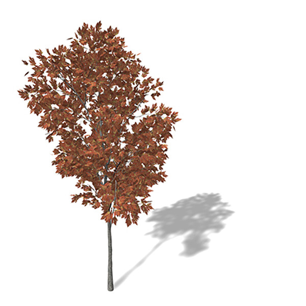c4d xfrogplants autumn silver maple - XfrogPlants Autumn Silver Maple by xfrog