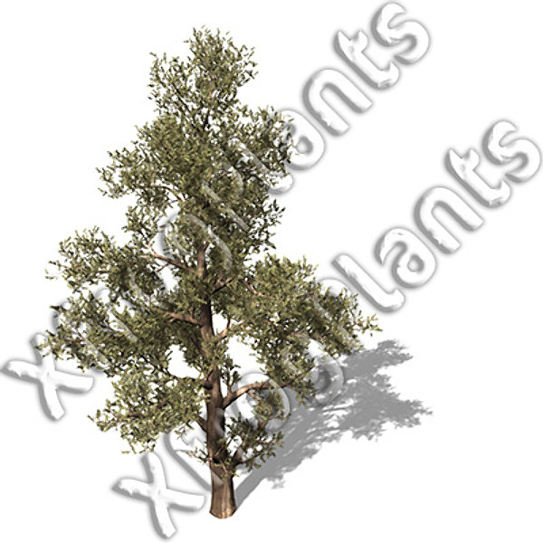 western usa trees dvd 3ds - XfrogPlants Trees from Western USA DVD by xfrog