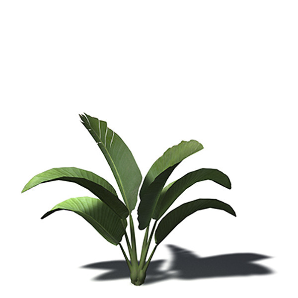 3ds xfrogplants white bird paradise - XfrogPlants White Bird of Paradise by xfrog