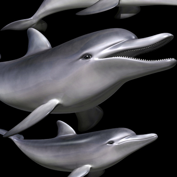 bottlenose dolphin 3d model - Dolphin ( Bottlenose ) by MotionCow