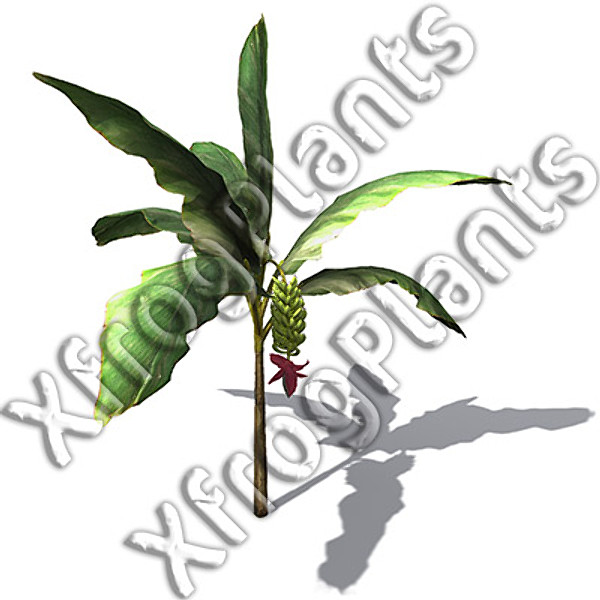 3d model trees fruit dvd plant - XfrogPlants Fruit Trees DVD by xfrog