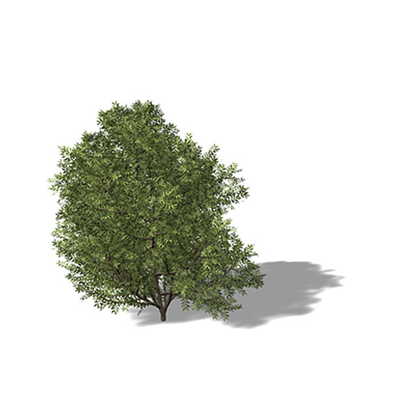 xfrogplants lentisk tree shrub 3d model - XfrogPlants Lentisk by xfrog